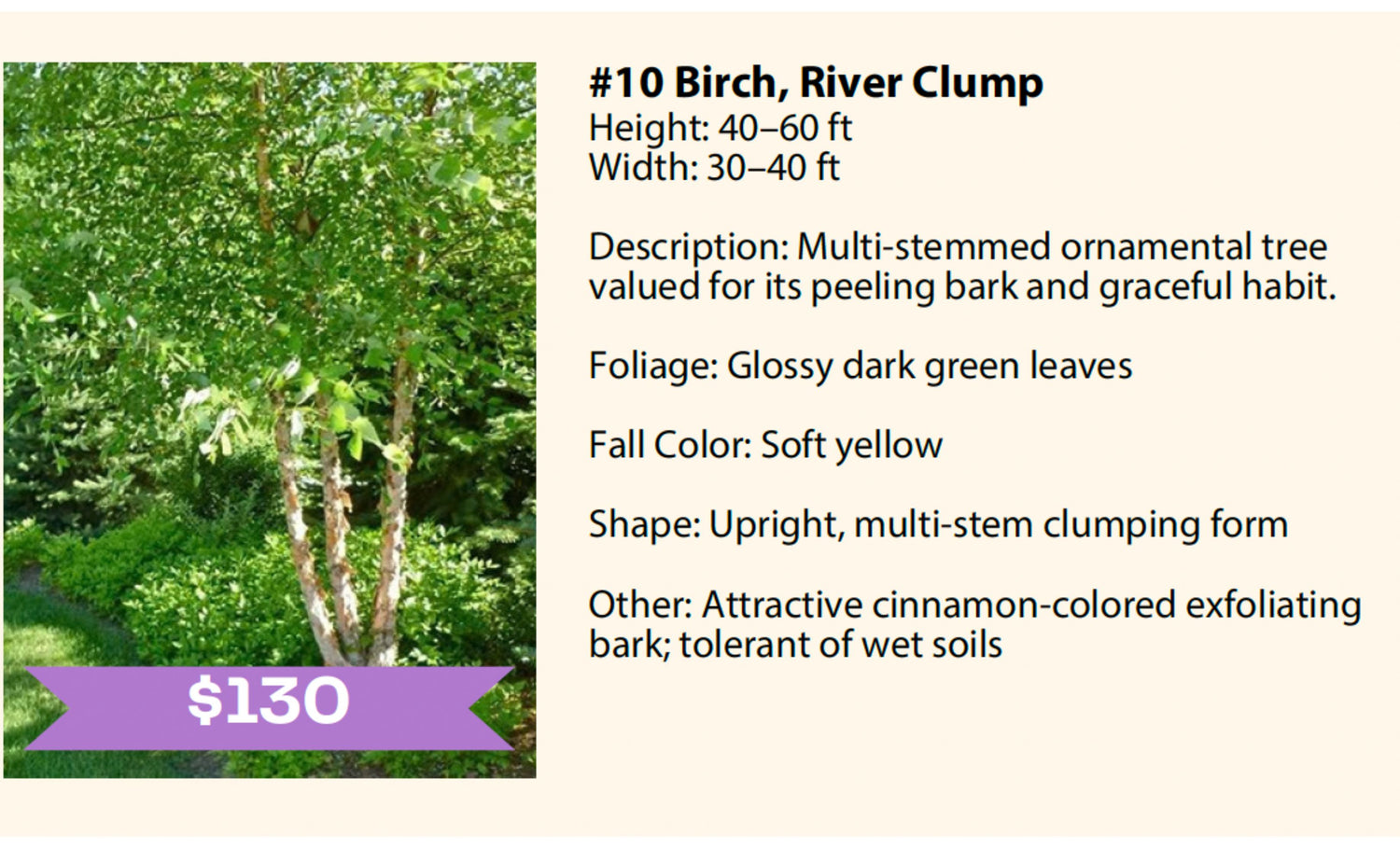 Bachman's Container Tree Fundraiser- ORDER BY MAY 10, 2026