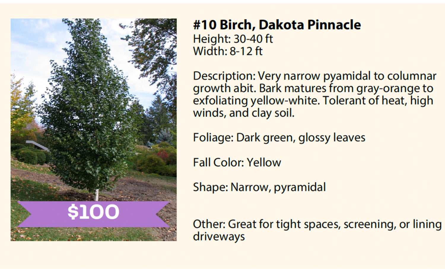 Bachman's Container Tree Fundraiser- ORDER BY MAY 10, 2026