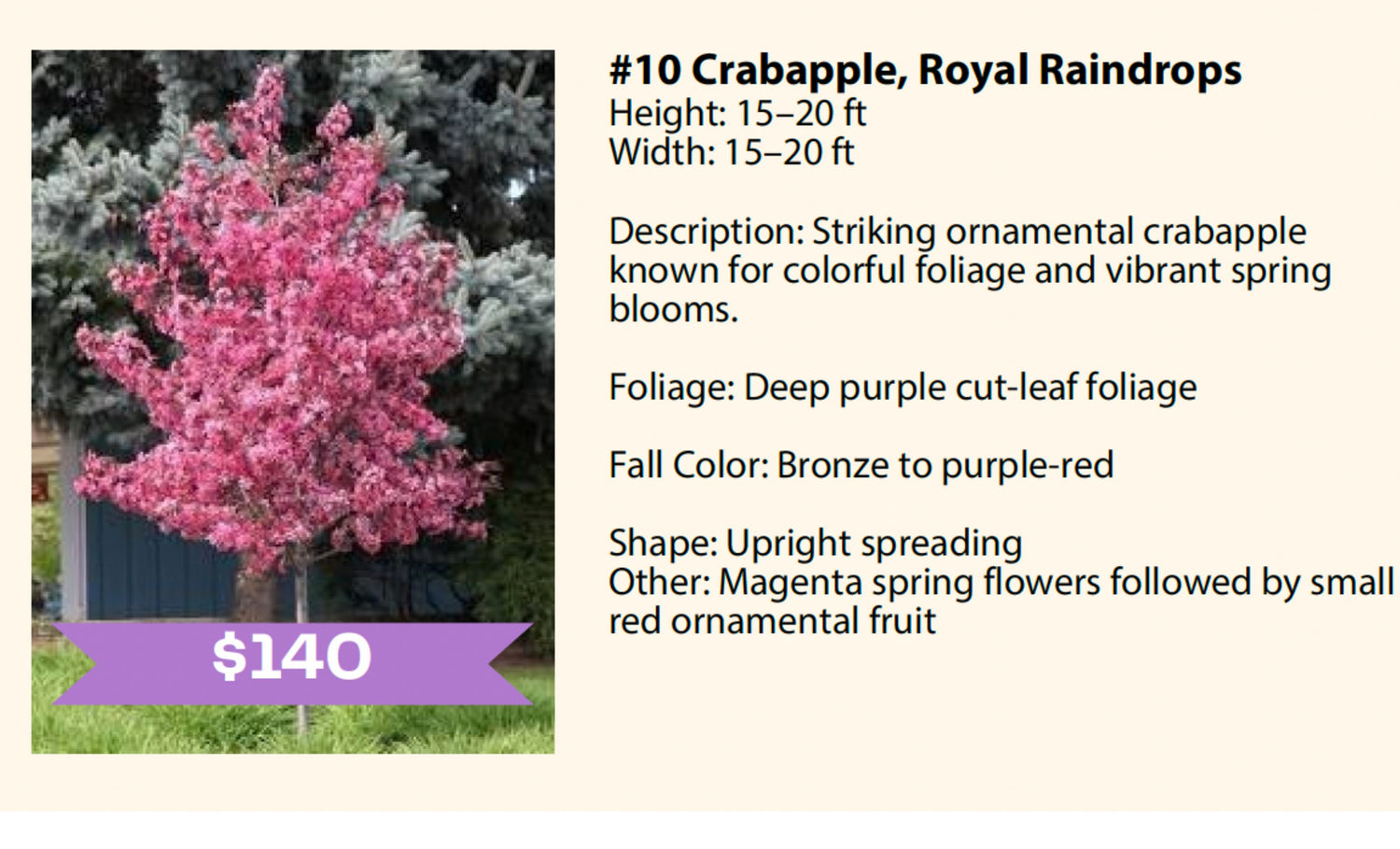 Bachman's Container Tree Fundraiser- ORDER BY MAY 10, 2026