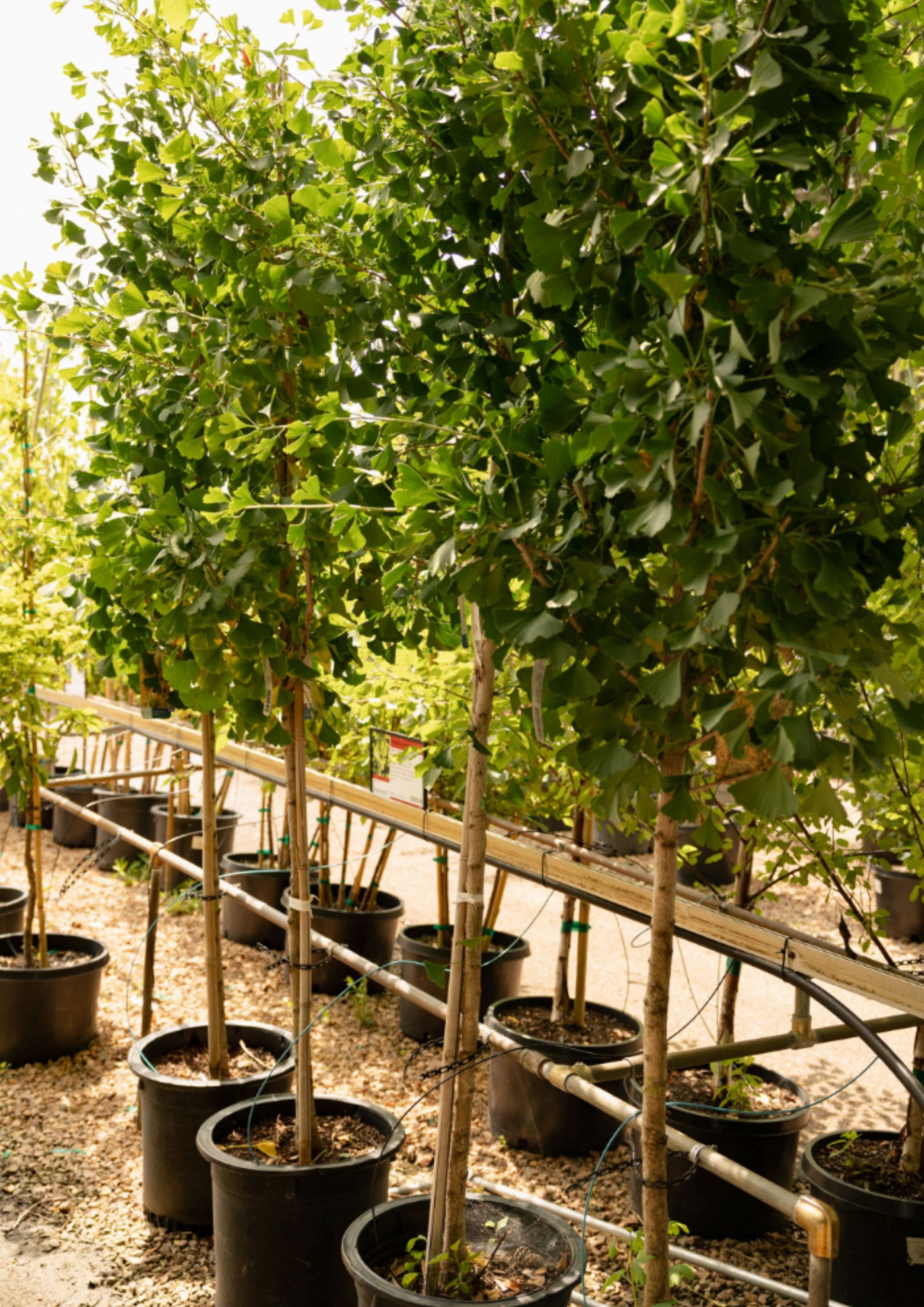 Bachman's Container Tree Fundraiser- ORDER BY MAY 10, 2026